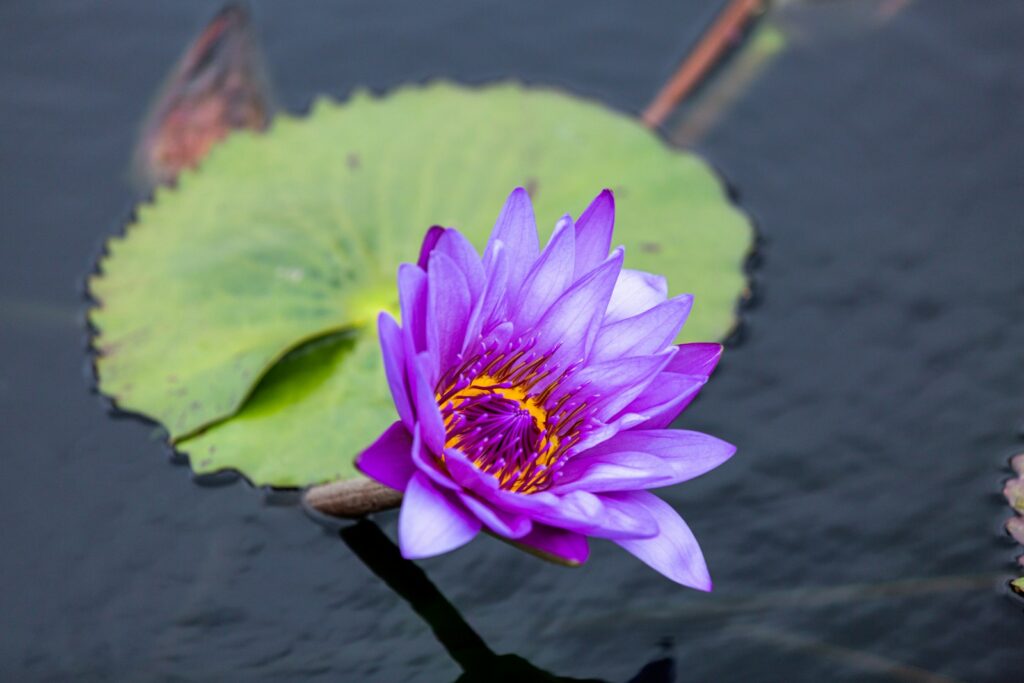 a purple flower sitting on top of a green leaf